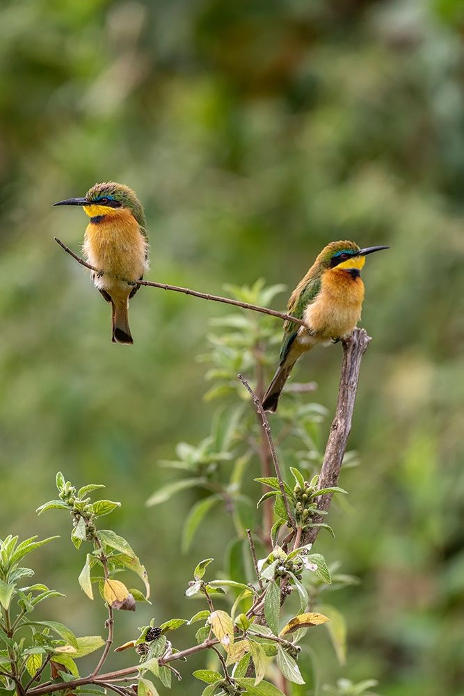 Africa-Tanzania Little bee-eater birds on limb